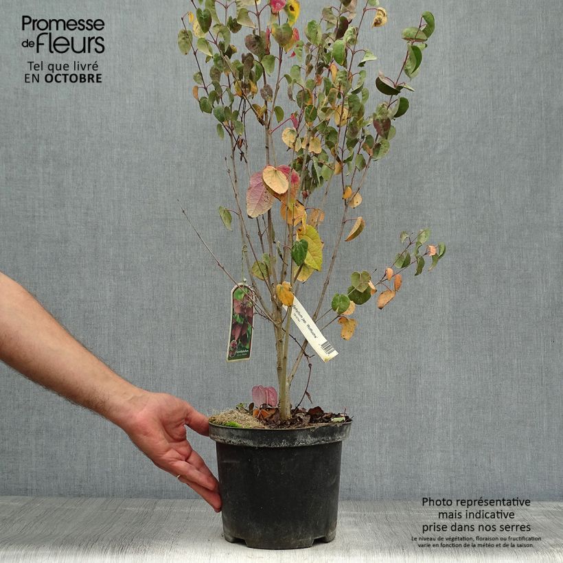 Amostra de Cercidiphyllum japonicum Rotfuchs Vaso de 4 L/5 L tal como entregue no outono