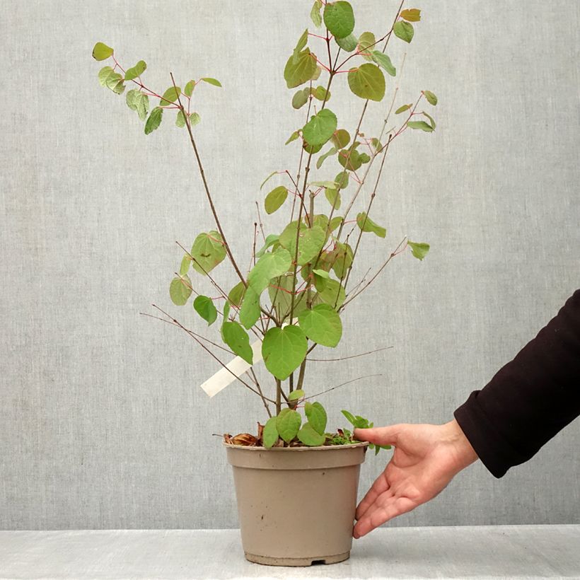 Amostra de Arbre à caramel nain - Cercidiphyllum japonicum Râ Vaso de 4 L/5 L tal como entregue no outono