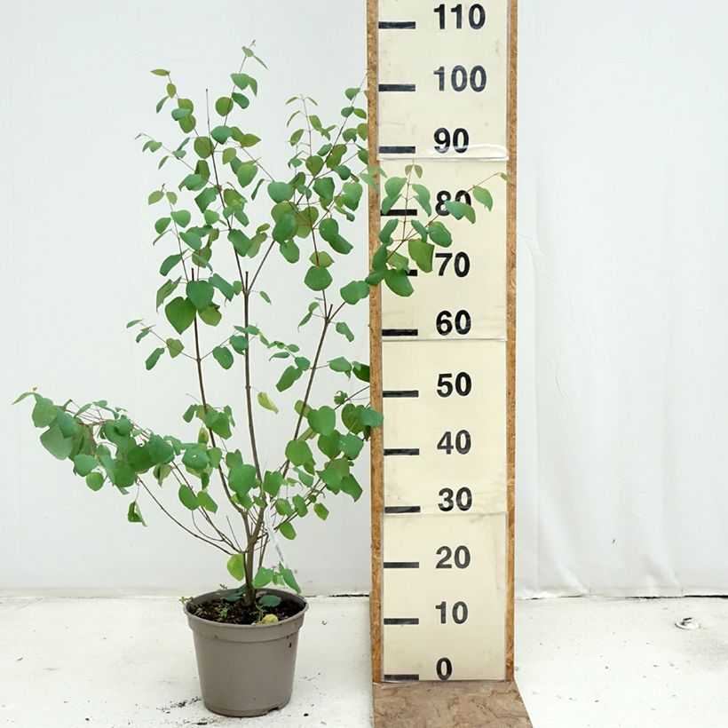 Amostra de Cercidiphyllum japonicum Râ Vaso de 4 L/5 L tal como entregue na primavera