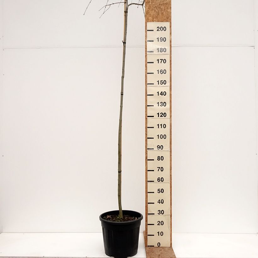 Amostra de Cercidiphyllum japonicum Morioka Weeping Vaso de 30 L/35 L, Haste tal como entregue no inverno