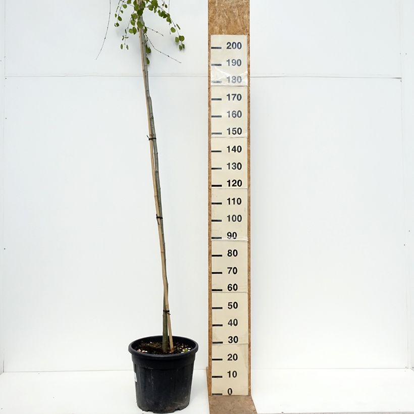 Amostra de Cercidiphyllum japonicum Morioka Weeping Vaso de 30 L/35 L, Haste tal como entregue na primavera