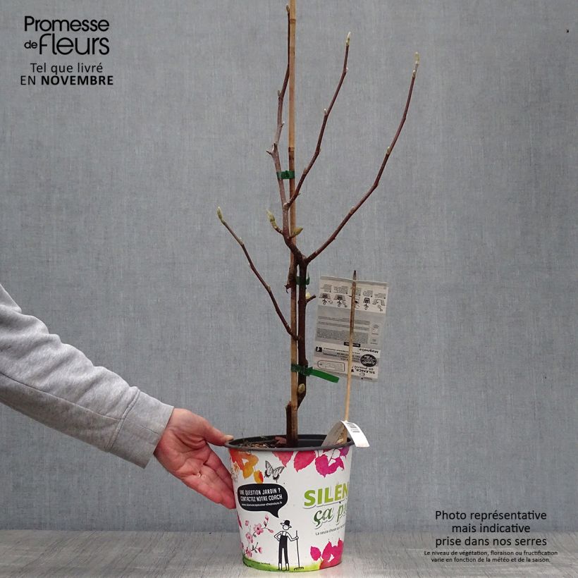 Amostra de Magnolia acuminata Butterflies Vaso de 4 L/5 L tal como entregue no outono