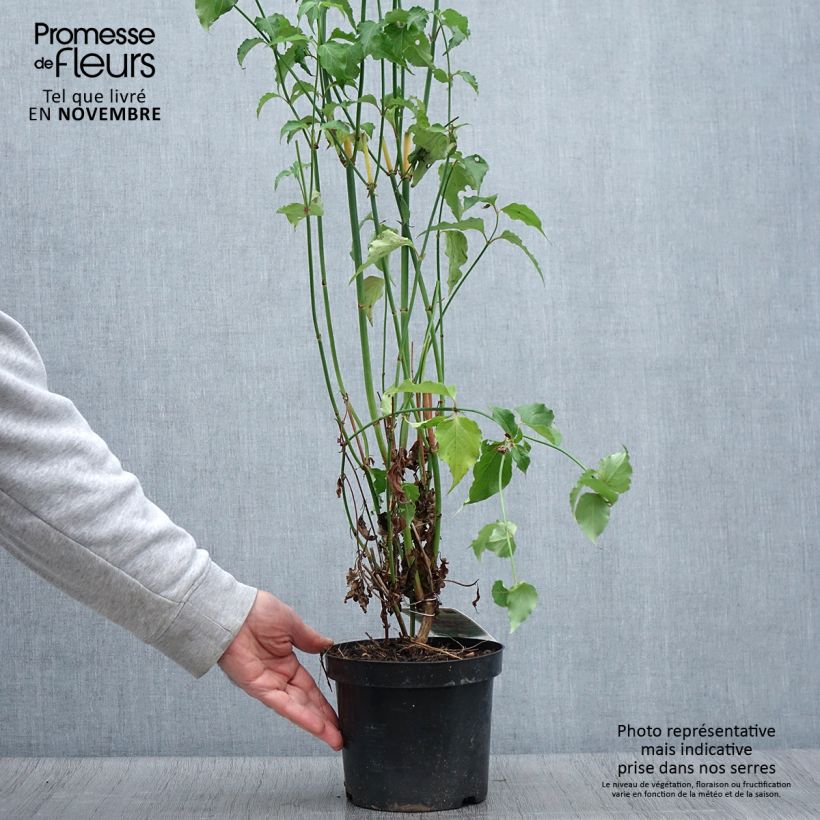 Amostra de Leycesteria formosa Vaso de 2 L/3 L tal como entregue no outono