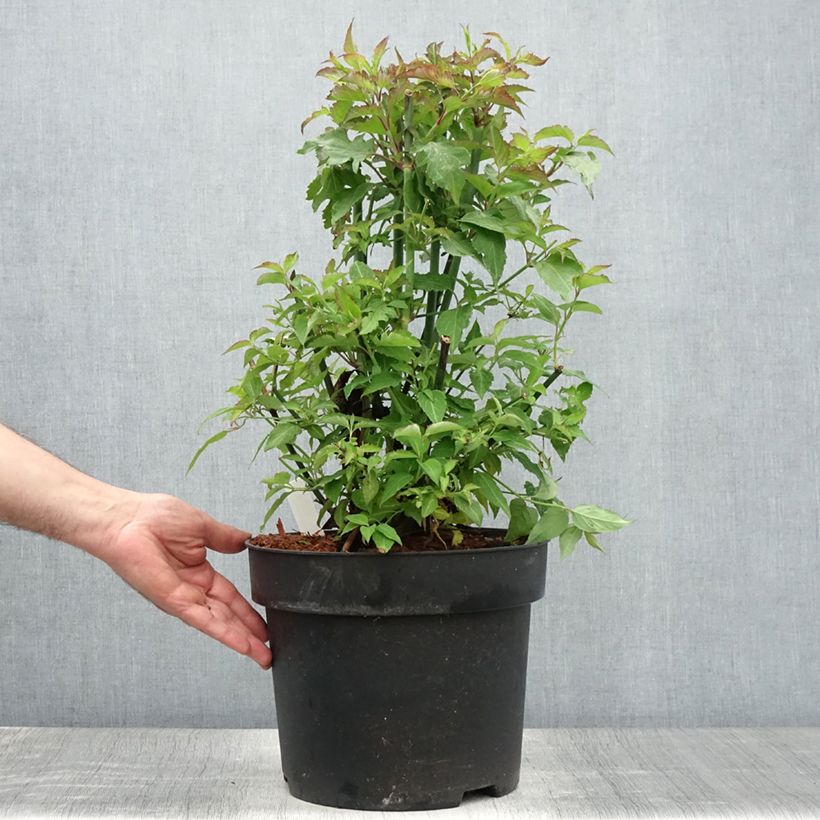 Amostra de Leycesteria formosa Vaso de 7,5 L/10 L tal como entregue no verão
