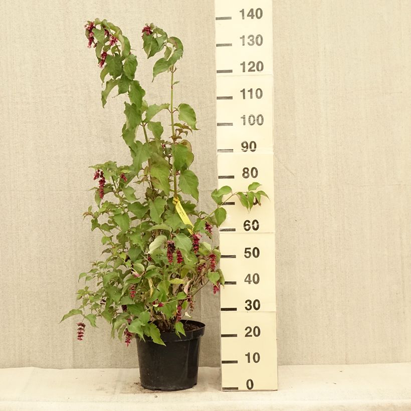 Amostra de Leycesteria formosa Purple Rain Vaso de 7,5 L/10 L tal como entregue no verão