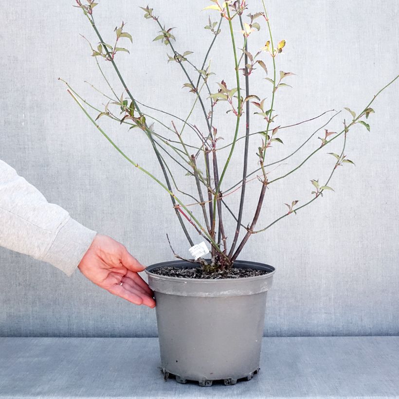 Amostra de Leycesteria formosa Purple Rain Vaso de 7,5 L/10 L tal como entregue na primavera