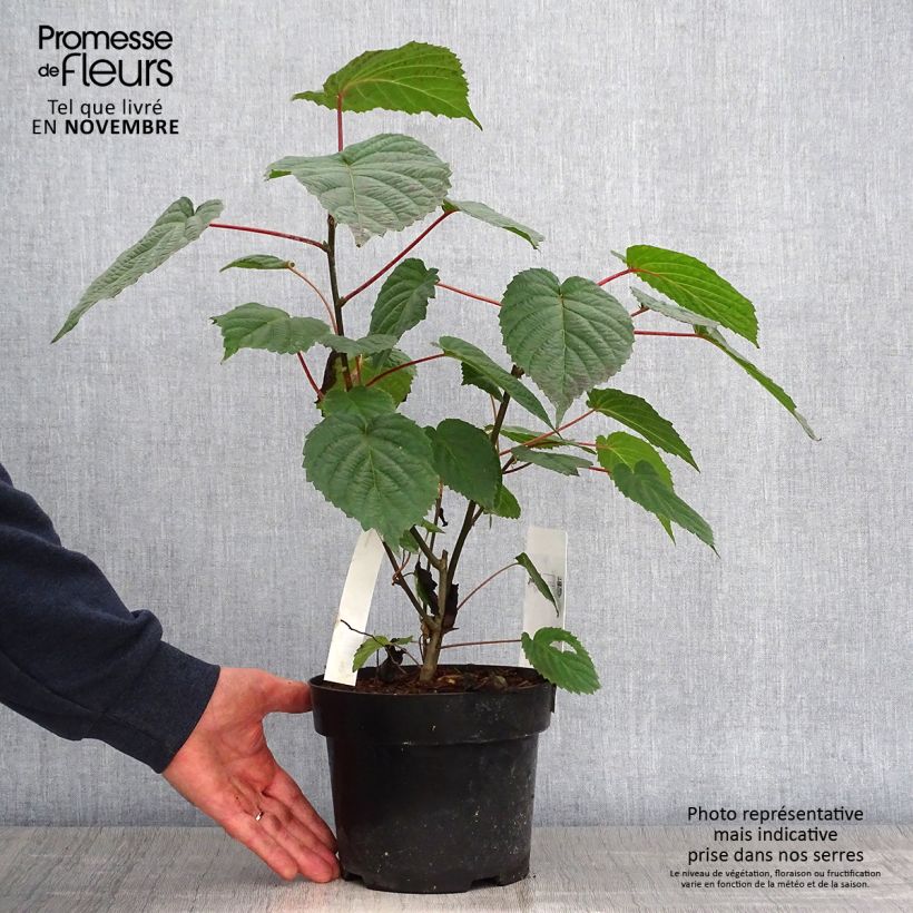 Amostra de Davidia involucrata var. vilmoriniana Vaso de 3 L/4 L tal como entregue no outono