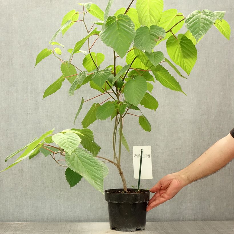 Amostra de Davidia involucrata var. vilmoriniana Vaso de 3 L/4 L tal como entregue no verão