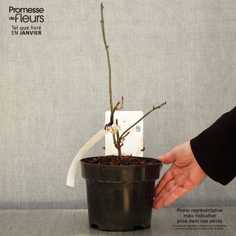 Amostra de Arbre aux mouchoirs - Davidia involucrata var. vilmoriniana Vaso de 3 L/4 L tal como entregue no inverno