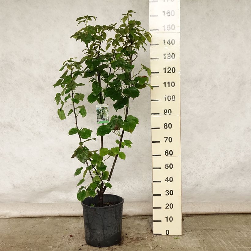 Amostra de Davidia involucrata var. vilmoriniana Vaso de 18 L/20 L tal como entregue no verão