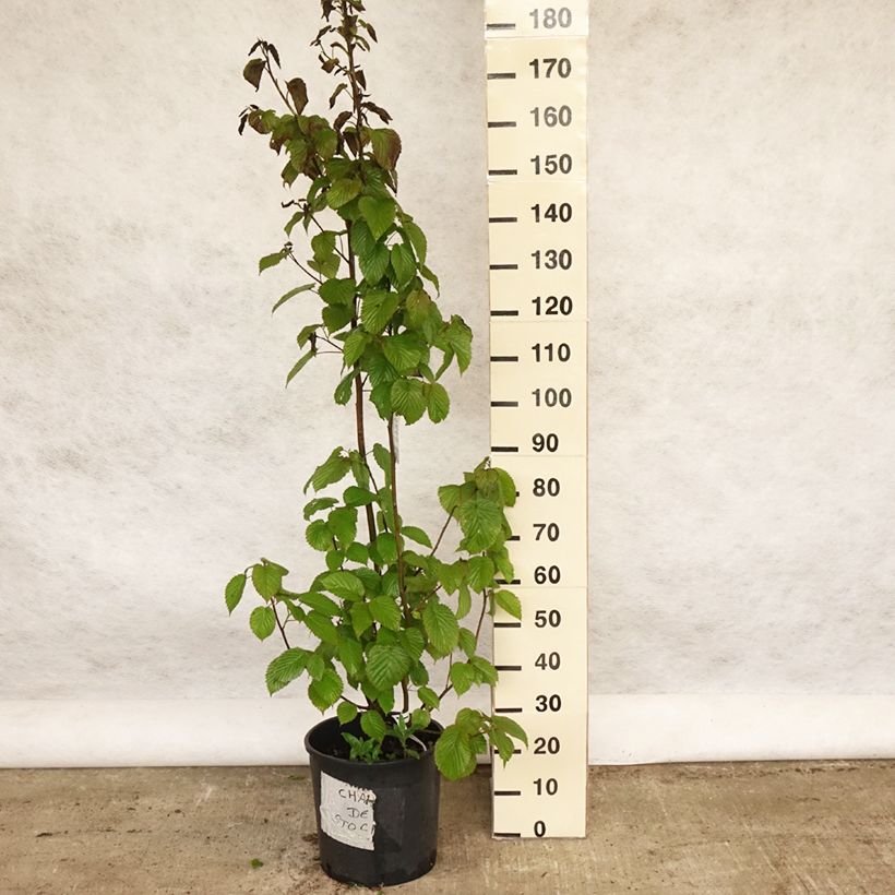 Amostra de Davidia involucrata var. vilmoriniana Vaso de 18 L/20 L tal como entregue na primavera