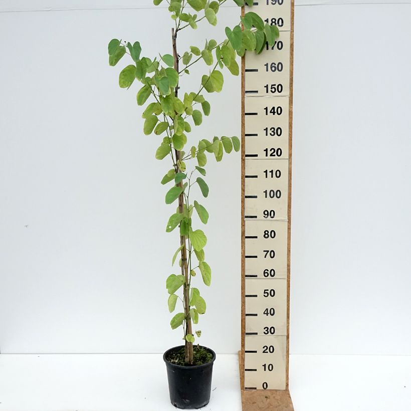 Amostra de Bauhinia purpurea Vaso de 7,5 L/10 L tal como entregue no outono