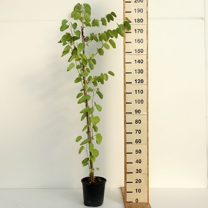 Amostra de Bauhinia purpurea Vaso de 7,5 L/10 L tal como entregue no verão