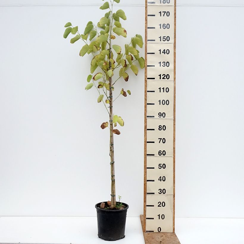 Amostra de Arbre aux orchidées - Bauhinia purpurea Vaso de 7,5 L/10 L tal como entregue no inverno