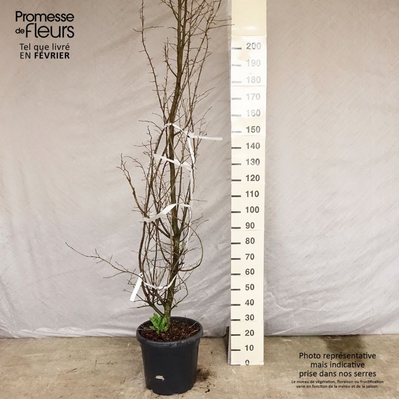Amostra de Parrotia persica Vaso de 30 L/35 L tal como entregue no inverno