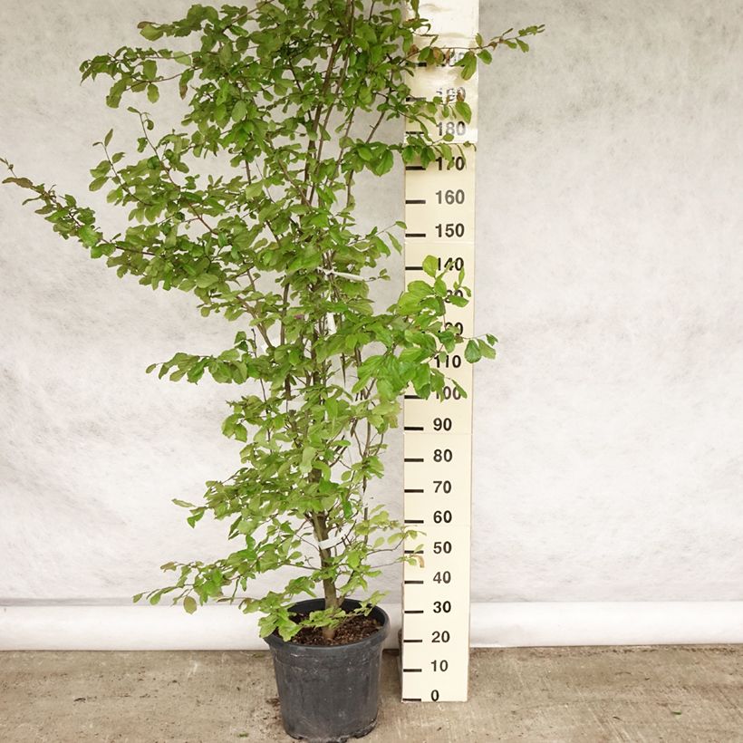 Amostra de Parrotia persica Vaso de 30 L/35 L tal como entregue na primavera