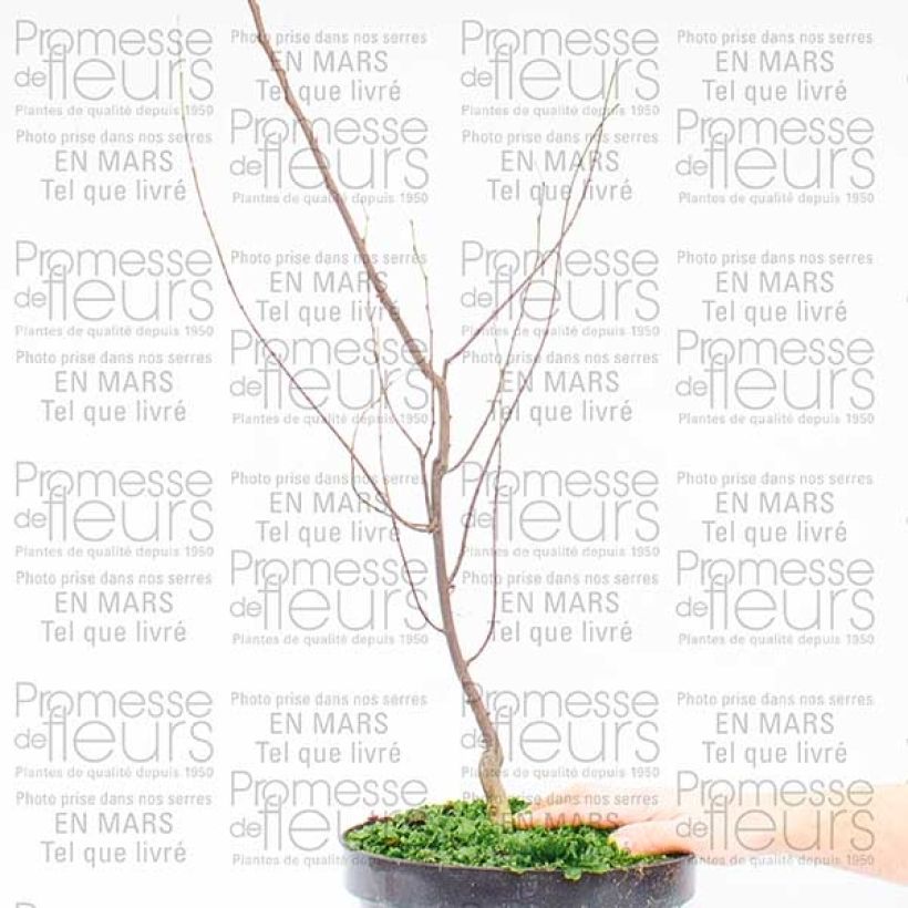 Exemplo de amostra de Cercis canadensis Silver Lining - Arbre de Judée panaché Vaso de 7,5 L/10 L tal como entregue