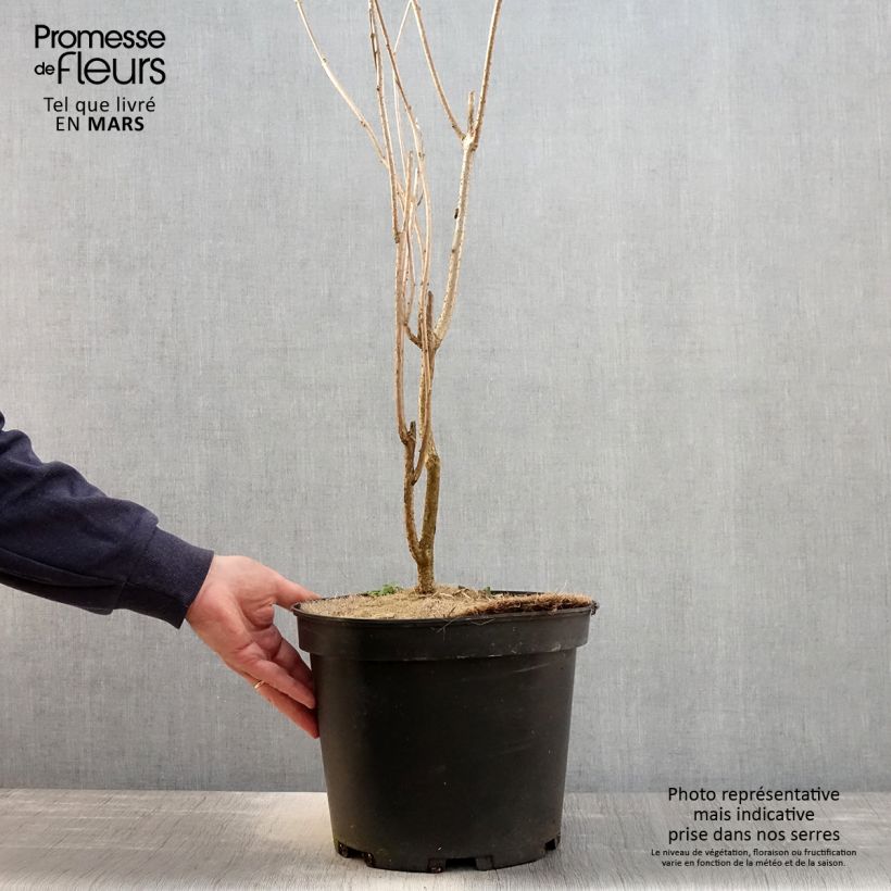 Amostra de Clerodendrum trichotomum Vaso de 7,5 L/10 L tal como entregue na primavera