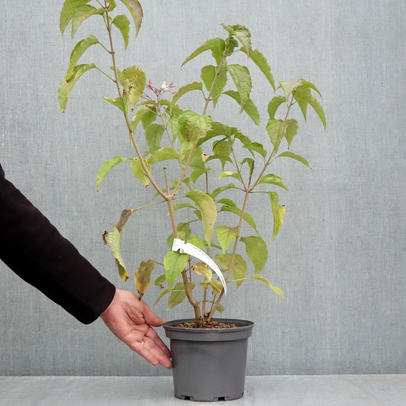 Amostra de Clerodendrum trichotomum Vaso de 3 L/4 L tal como entregue no outono