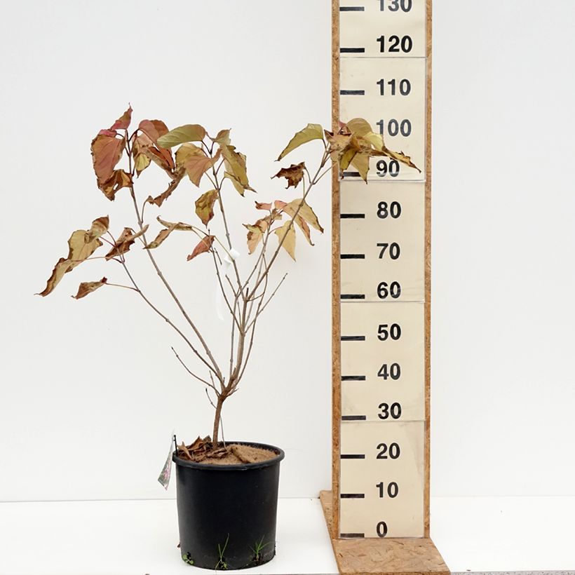 Amostra de Clerodendrum trichotomum Vaso de 7,5 L/10 L tal como entregue no outono