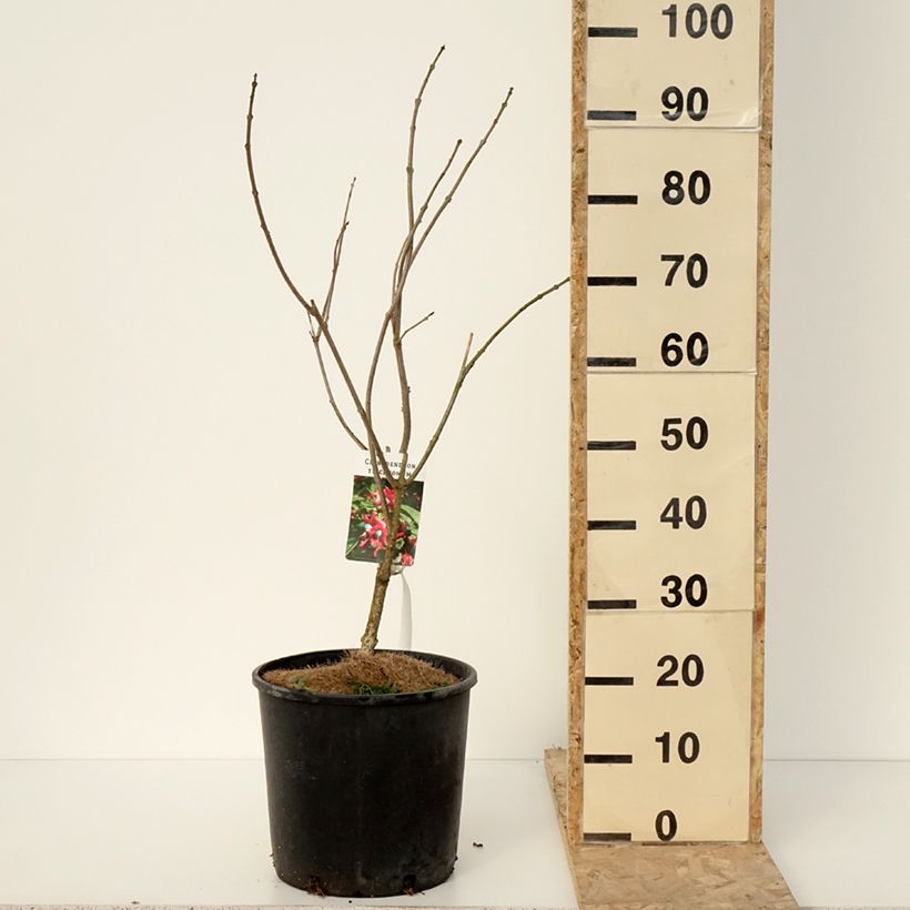 Amostra de Clerodendrum trichotomum Vaso de 7,5 L/10 L tal como entregue no inverno