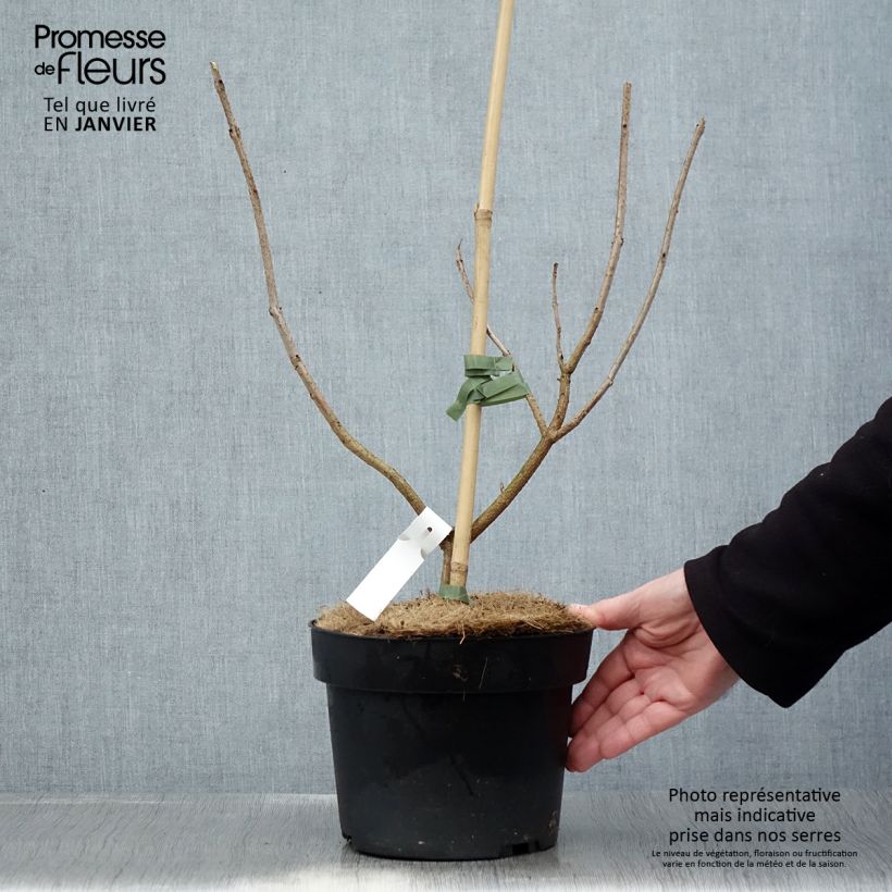 Amostra de Clerodendrum trichotomum Vaso de 3 L/4 L tal como entregue no inverno