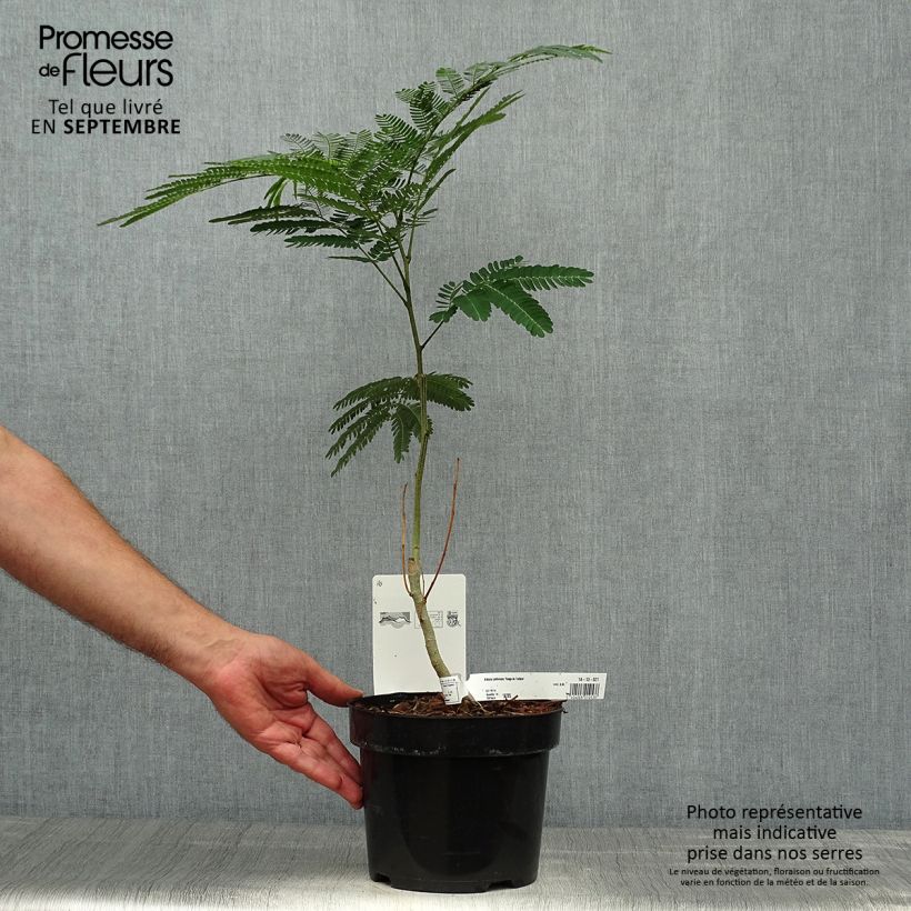Amostra de Albizia julibrissin Rouge de Tuilière - Arbre à soie Pot de 3L/4L tal como entregue no outono