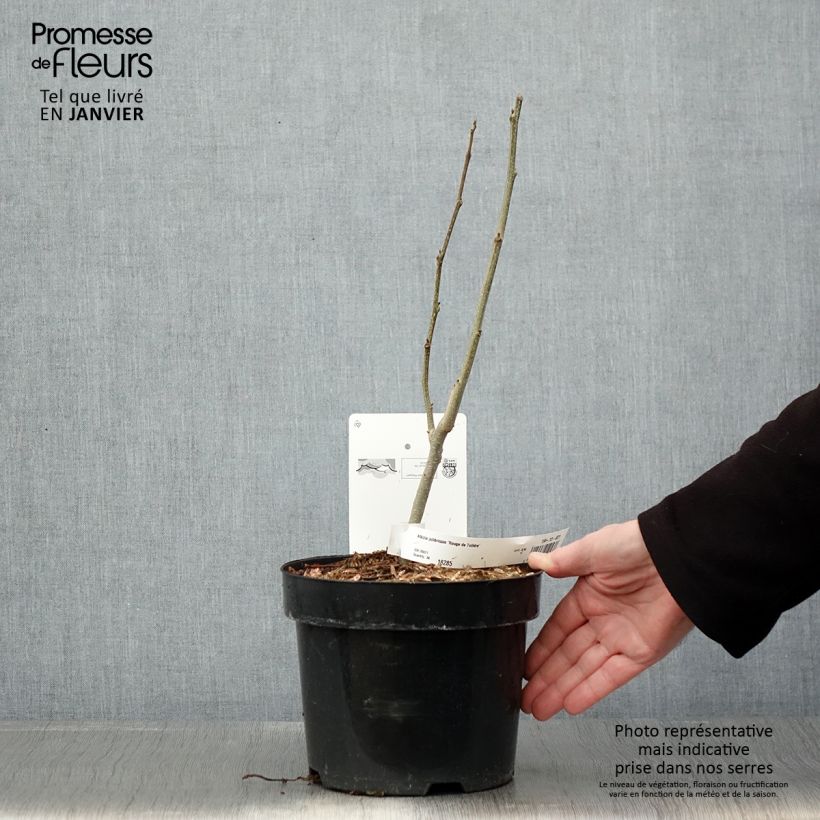 Amostra de Albizia julibrissin Rouge de Tuilière Vaso de 3 L/4 L tal como entregue no inverno