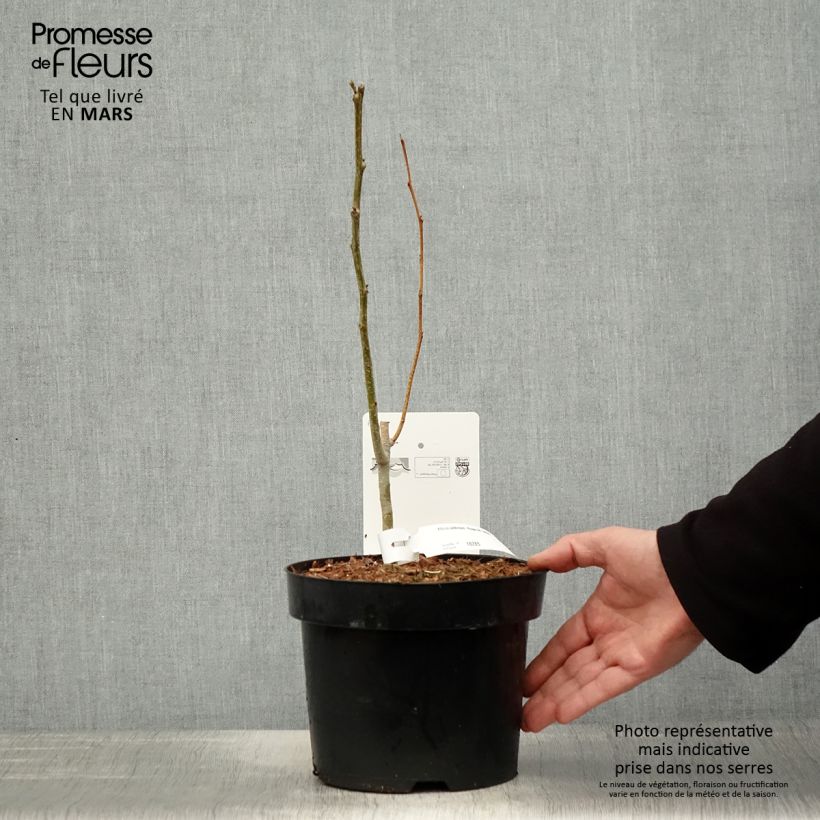 Amostra de Albizia julibrissin Rouge de Tuilière Vaso de 3 L/4 L tal como entregue na primavera