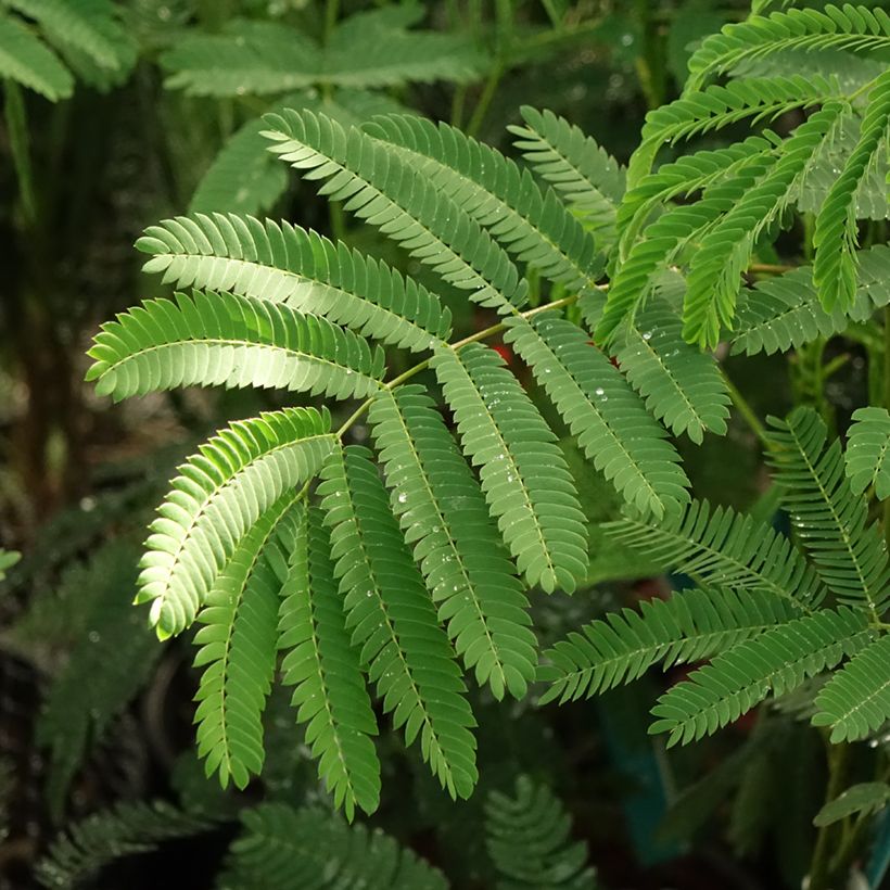 Albizia julibrissin Rouge de Tuilière (Folhagem)