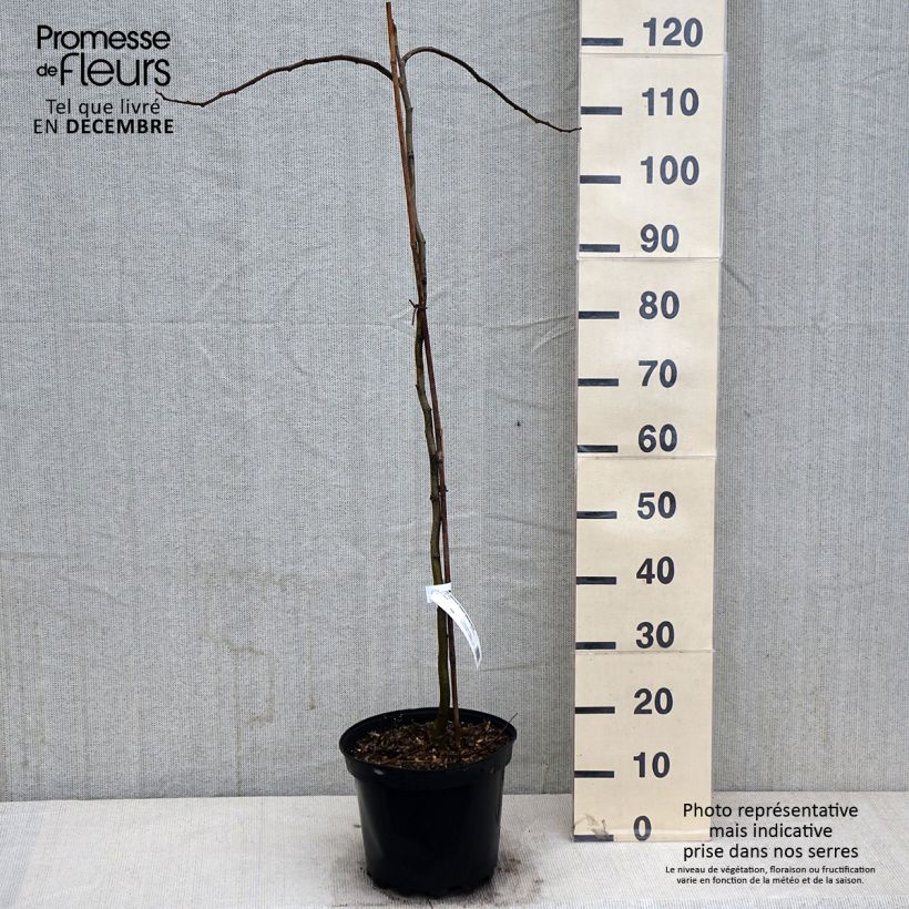 Amostra de Albizia julibrissin Shidare Vaso de 7,5 L/10 L tal como entregue no outono