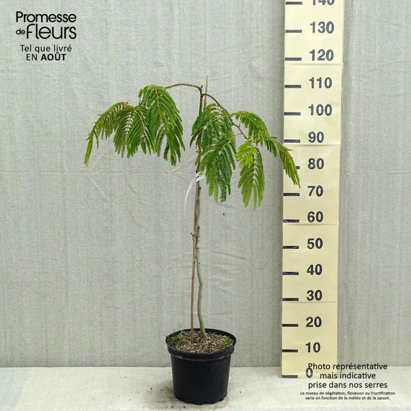 Amostra de Albizia julibrissin Shidare Vaso de 7,5 L/10 L tal como entregue no verão