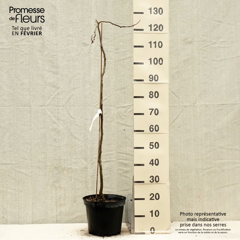 Amostra de Albizia julibrissin Shidare - Arbre à soie Vaso de 7,5 L/10 L tal como entregue no inverno