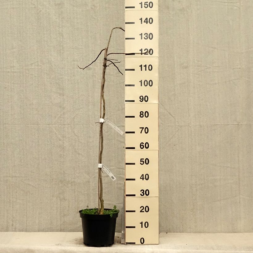 Amostra de Albizia julibrissin Shidare Vaso de 7,5 L/10 L tal como entregue na primavera