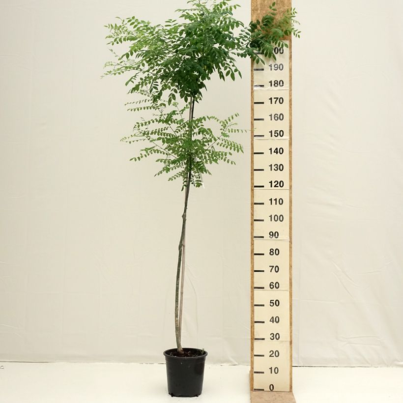Amostra de Arbre des pagodes - Sophora japonica Vaso de 7,5 L/10 L tal como entregue na primavera