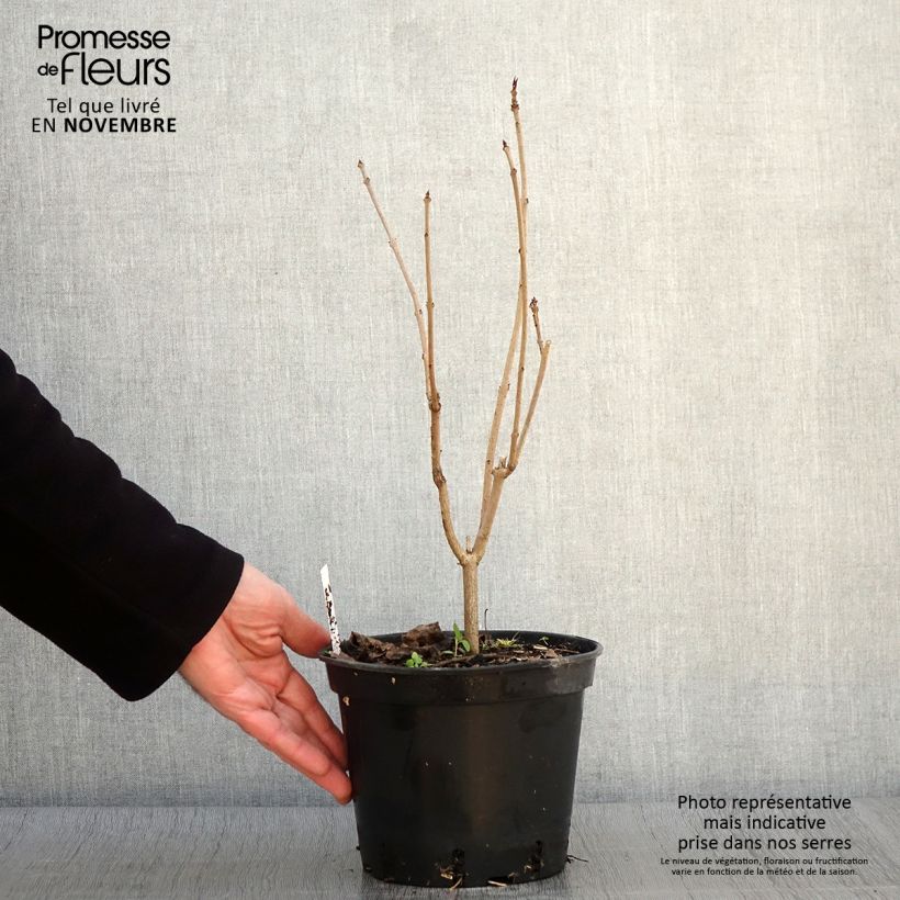 Amostra de Clerodendro trichotomum Fargesii' Vaso de 2 L/3 L tal como entregue no outono