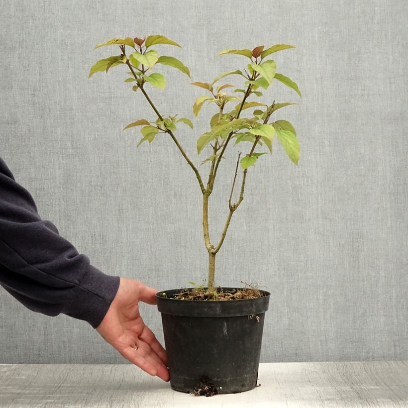 Amostra de Clerodendro trichotomum Fargesii' Vaso de 2 L/3 L tal como entregue no verão