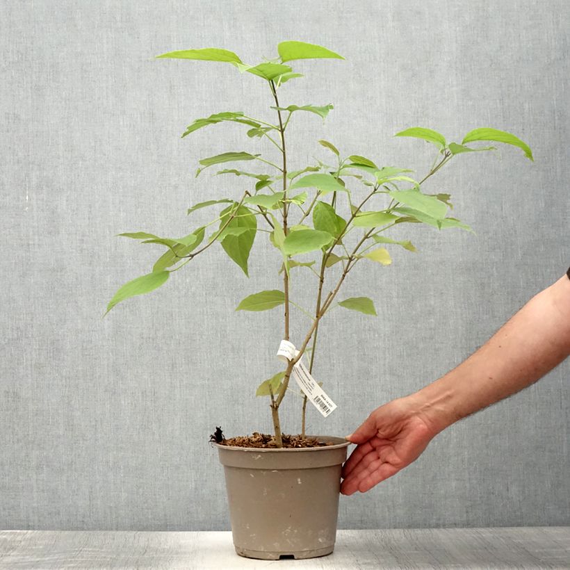 Amostra de Clerodendro trichotomum Fargesii' Vaso de 3 L/4 L tal como entregue no verão