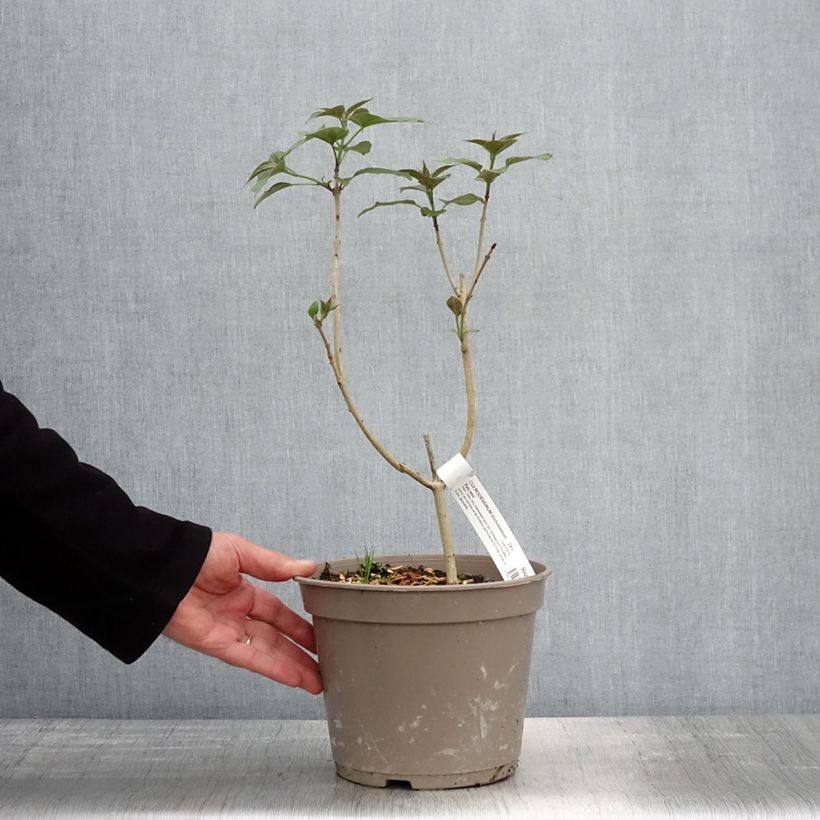 Amostra de Clerodendro trichotomum Fargesii' Vaso de 3 L/4 L tal como entregue na primavera