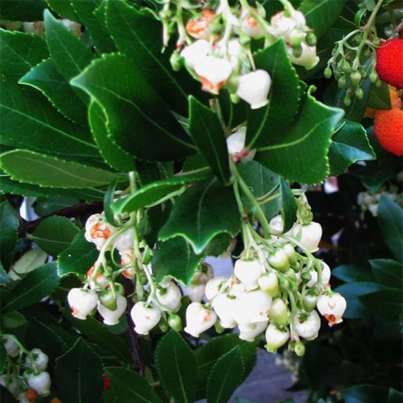 Medronheiro - Arbutus unedo (Floração)