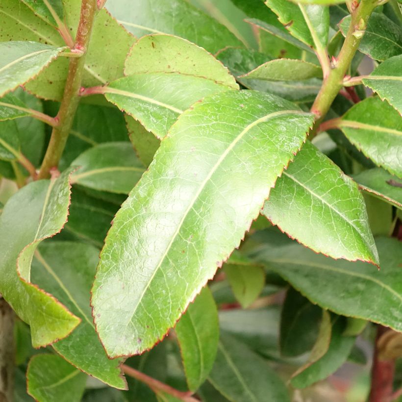 Medronheiro - Arbutus unedo (Folhagem)
