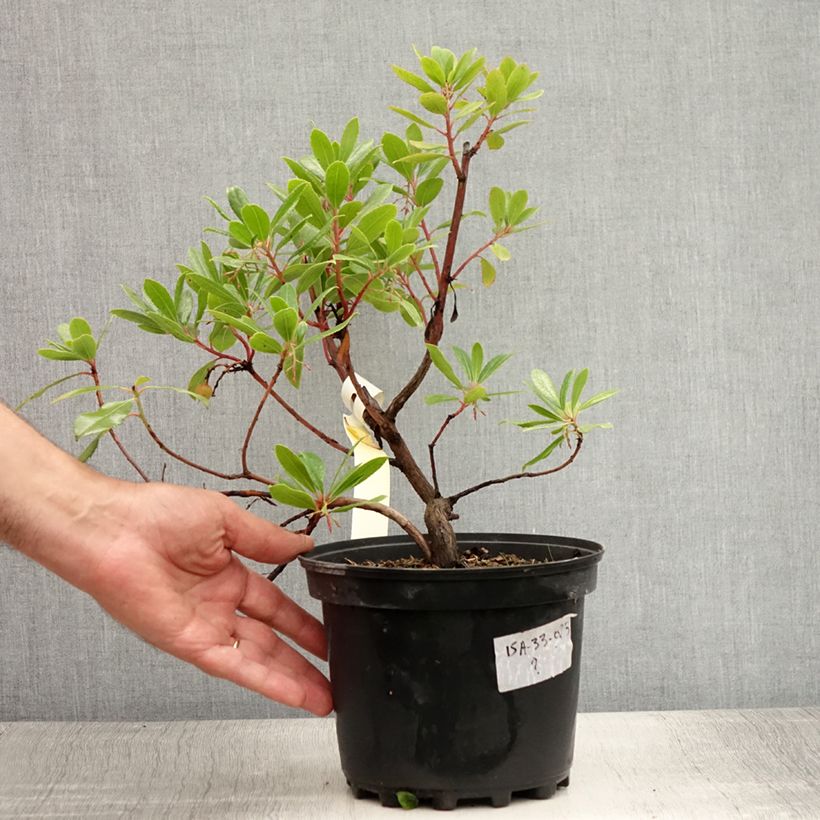 Amostra de Medronheiro - Arbutus unedo Vaso de 2 L/3 L tal como entregue no verão
