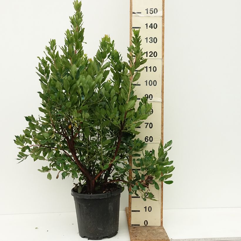 Amostra de Medronheiro - Arbutus unedo Vaso de 18 L/20 L tal como entregue no verão