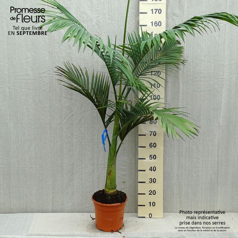 Amostra de Archontophoenix alexandrae Vaso de 7,5 L/10 L tal como entregue no outono