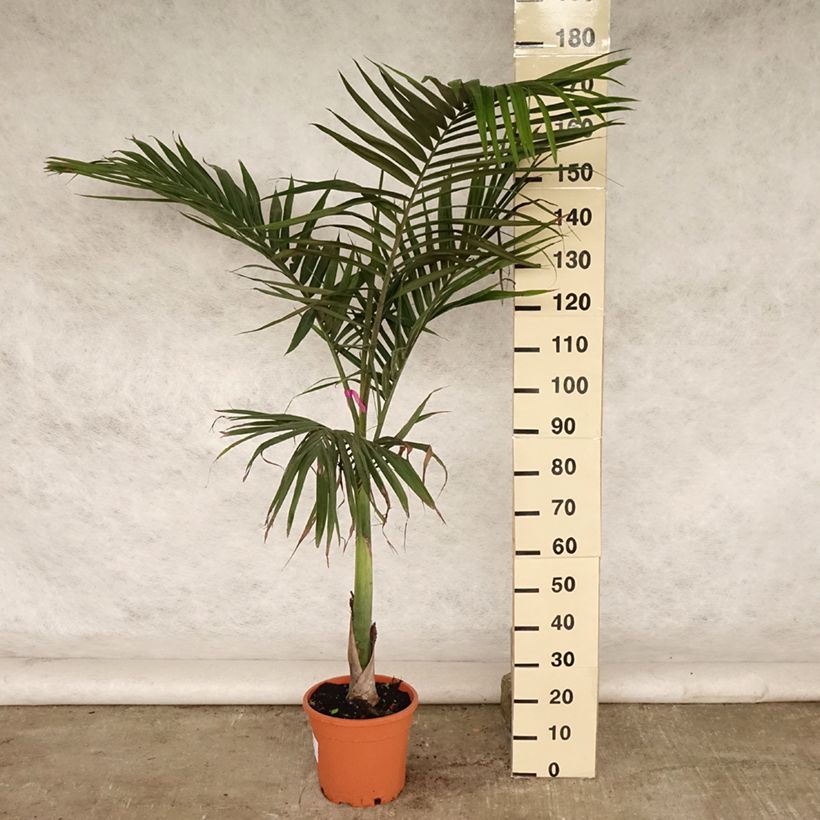 Amostra de Archontophoenix alexandrae Vaso de 7,5 L/10 L tal como entregue no verão