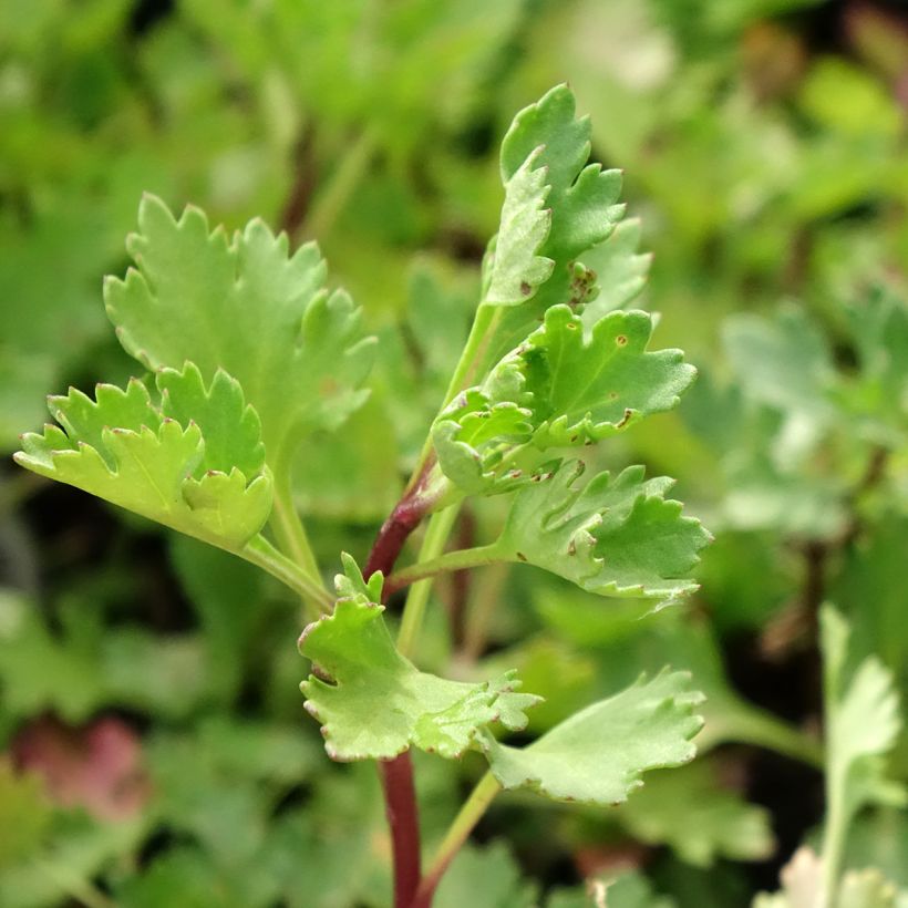 Arctanthemum arcticum (Folhagem)