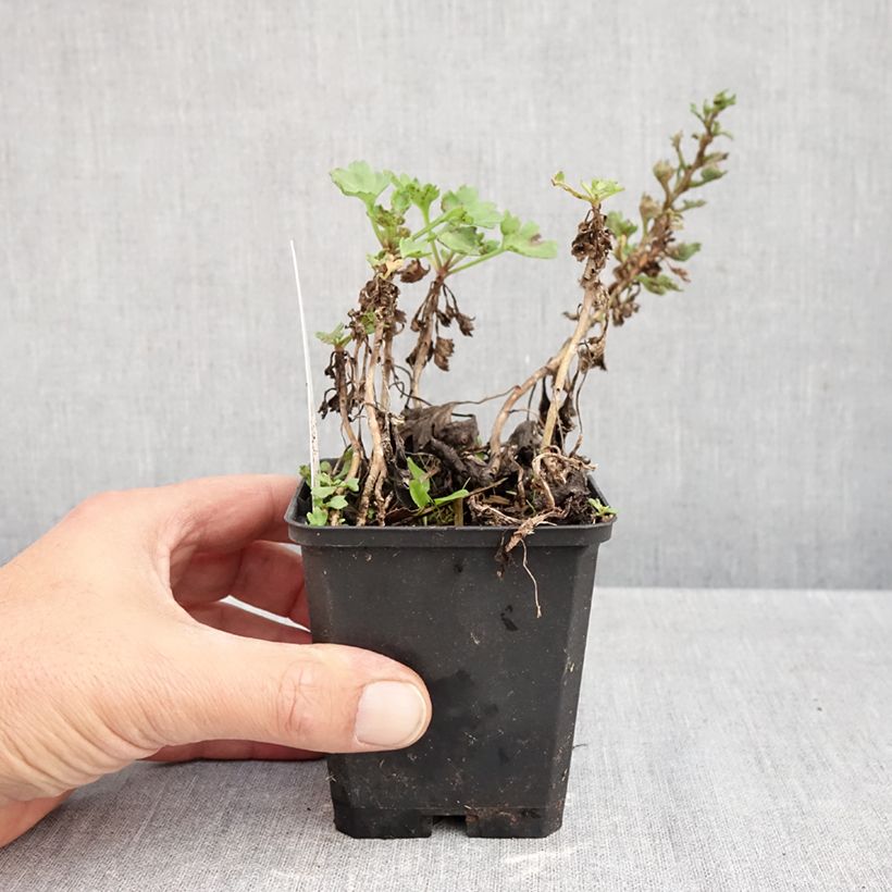 Amostra de Arctanthemum arcticum Vaso de 8/9 cm tal como entregue no outono