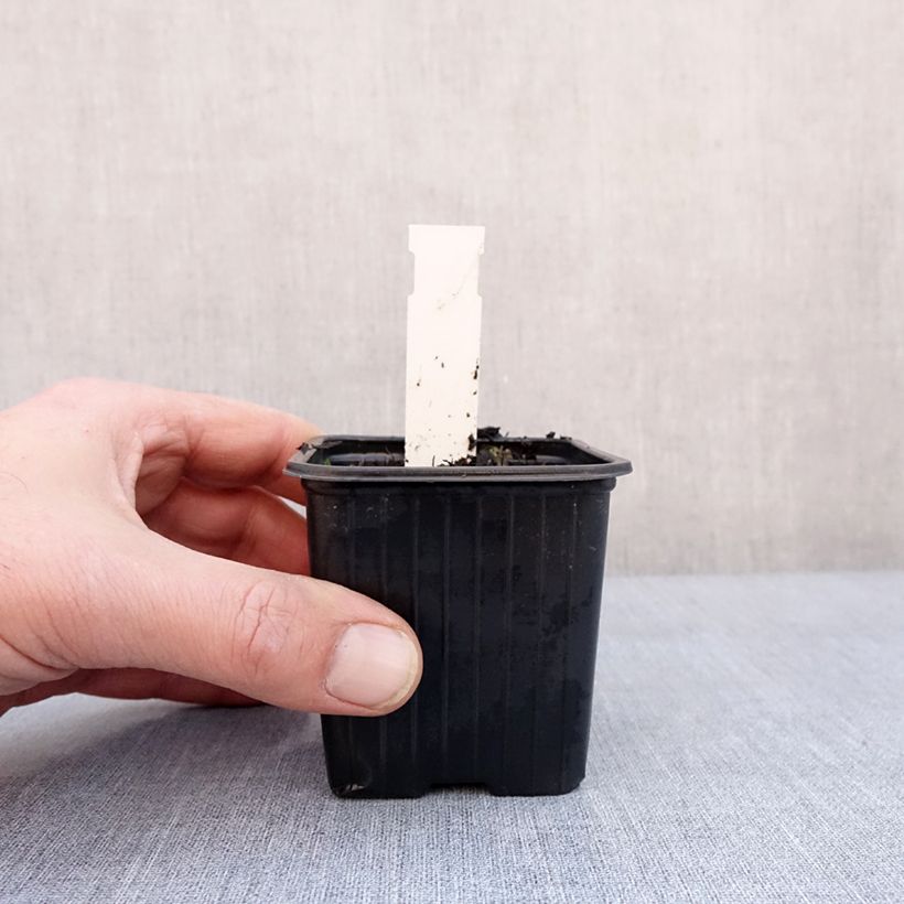 Amostra de Arctanthemum arcticum - Chrysanthème de l'arctique Vaso de 8/9 cm tal como entregue no inverno