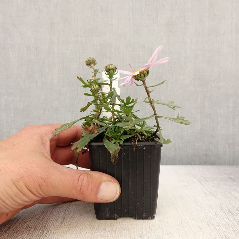 Amostra de Arctanthemum arcticum Vaso de 8/9 cm tal como entregue na primavera