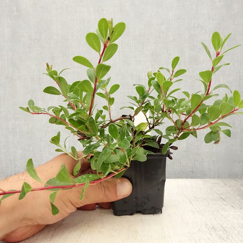 Amostra de Arctostaphylos uva Vaso de 8/9 cm tal como entregue no verão
